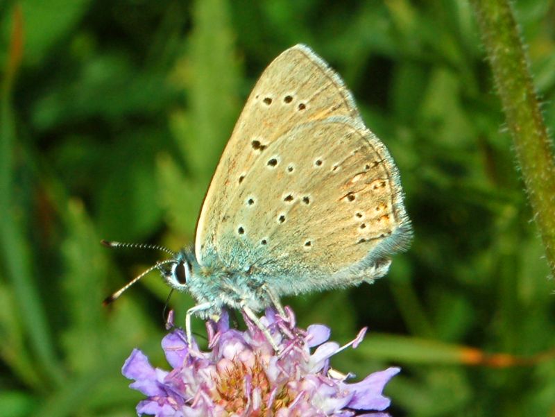 Un Licenide un poco strano da identificare